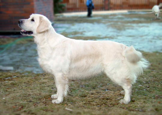 Stanhope Sheila | Golden Retriever 