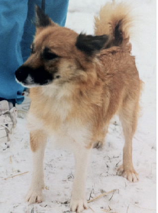 Lukka frá Keldnakoti | Icelandic Sheepdog 