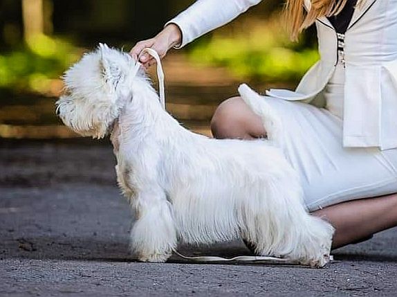Silver Stone Irsimos | West Highland White Terrier 