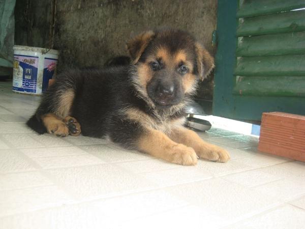 Alulu vom nguyenvu | German Shepherd Dog 