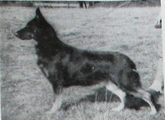 Gala of Gorsewood | German Shepherd Dog 