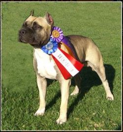 Gaffs Get Up Stand Up Of Tsk | American Pit Bull Terrier 