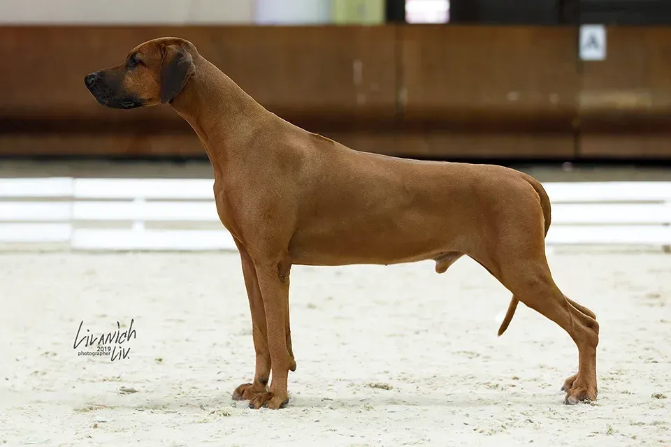 Saimon's Praid Vintage Expensive Wine | Rhodesian Ridgeback 