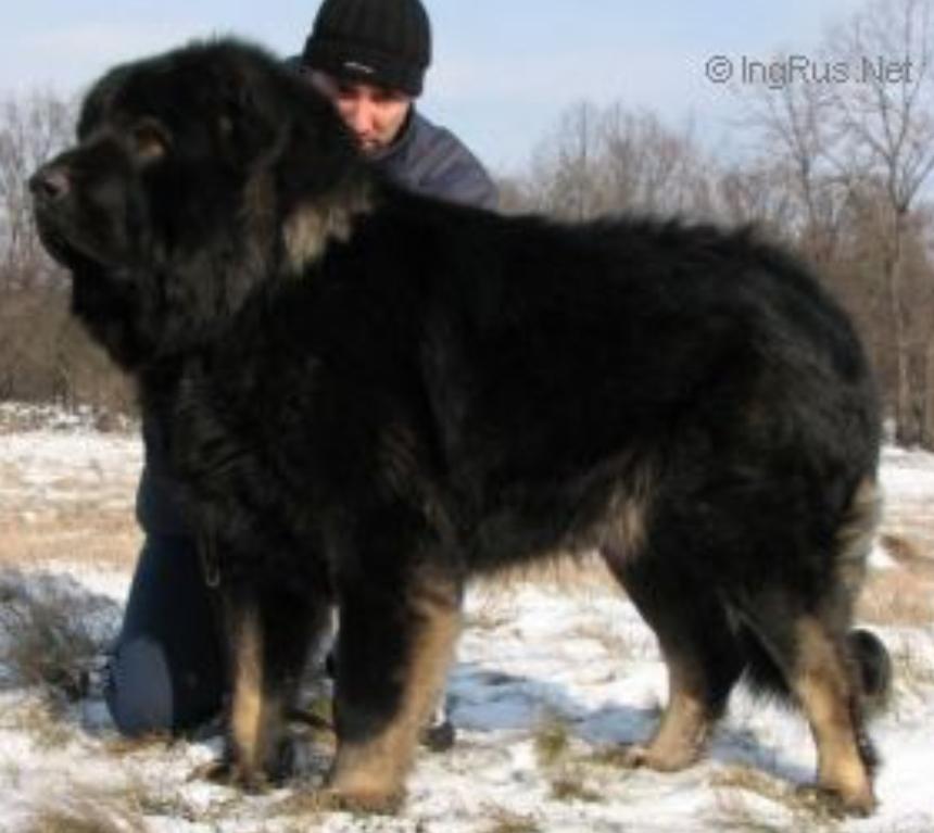 Jaguar chernyi di ca'bastiani | Caucasian Mountain Dog 