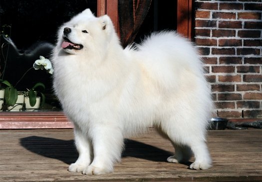 D-taro Of Xamba Yoshi And Us | Samoyed 