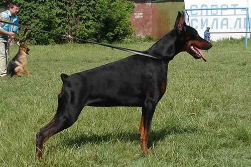 Faruda Speranto Impreza Istima | Black Doberman Pinscher