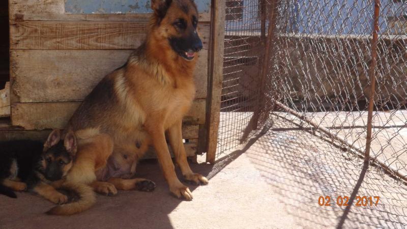 Atensberg nawab | German Shepherd Dog 