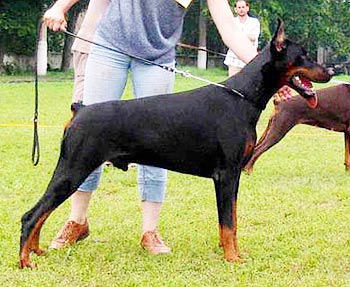 Noris iz Zoosfery | Black Doberman Pinscher