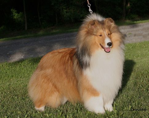 Macdega Motion Picture | Shetland Sheepdog 