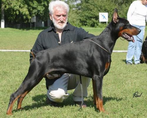 Numenor iz Zoosfery | Black Doberman Pinscher