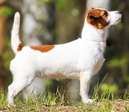 Best in Show Iz Imperii Jumper | Jack Russell Terrier 