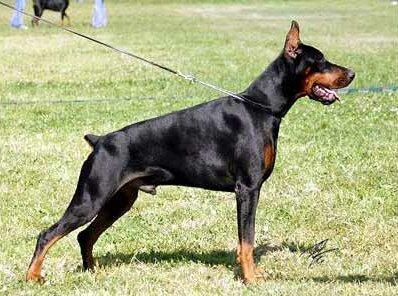 Smart Wood Hills Tamango | Black Doberman Pinscher