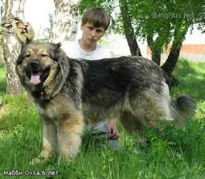 NABBI OHTA | Caucasian Mountain Dog 