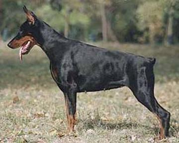 Fort Zanross Kariell | Black Doberman Pinscher