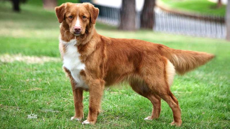 Chesagrove's Sweet Lullaby | Nova Scotia Duck Tolling Retriever 