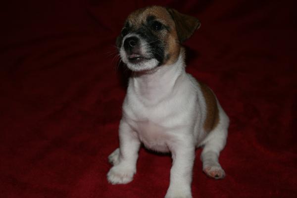 Anais (Romania) 2013 | Jack Russell Terrier 