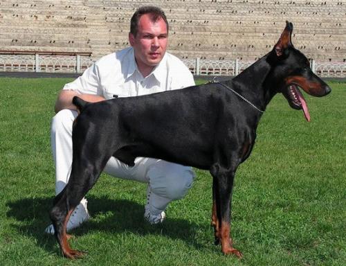 Zolotaya Liga Artur | Black Doberman Pinscher