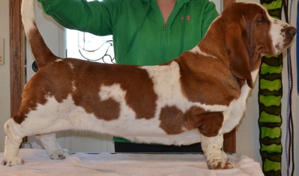 Rezihegyi Vig Domper Mira | Basset Hound 