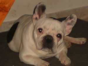 KEVE-BULL'S CALIBRA | French Bulldog 