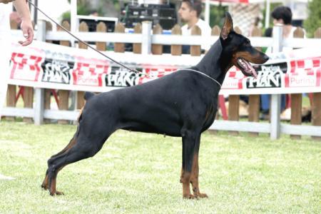 Zolotaya Liga Avropa | Black Doberman Pinscher