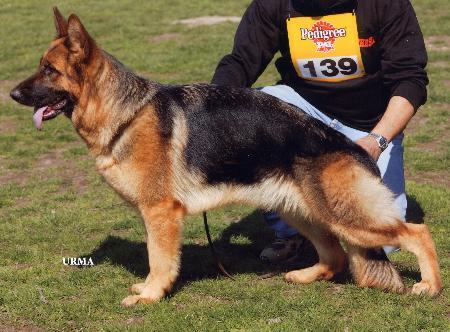 Tania del Tonduli | German Shepherd Dog 