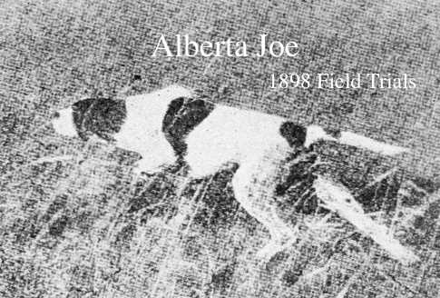 Alberta Joe | Pointer 