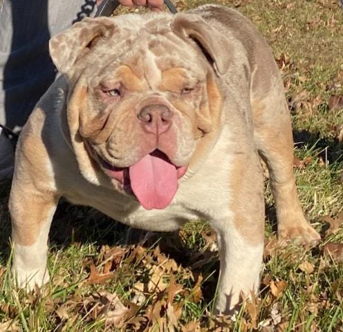 Original Exotic Bulldogs Bronson | Olde English Bulldogge 