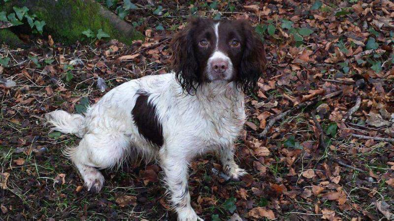 Rapstaff Abbey | English Springer Spaniel 