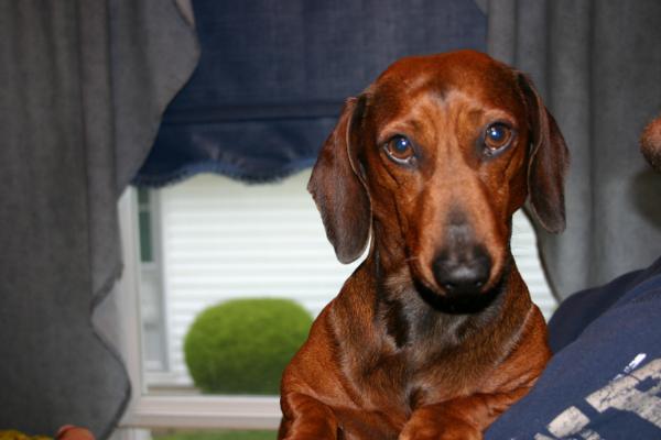 Corbetts little Jimmy | Dachshund 