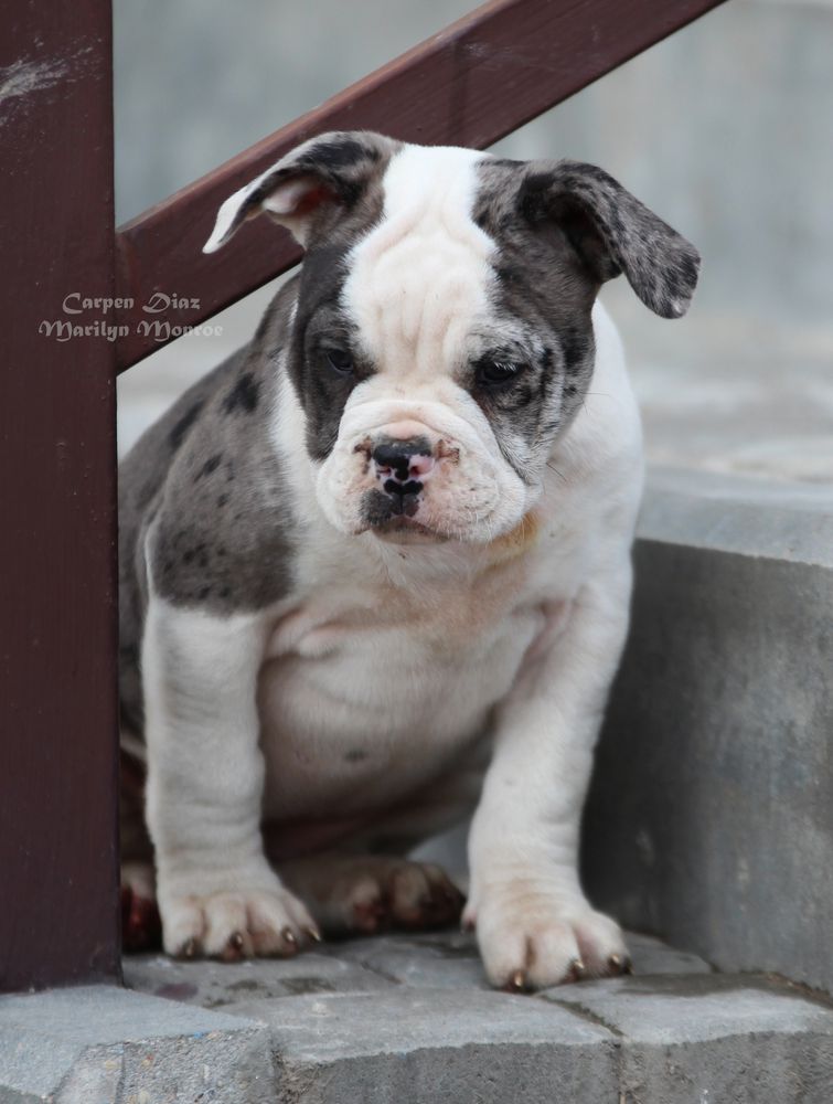 Carpen Diaz Marilyn Monroe | Olde English Bulldogge 