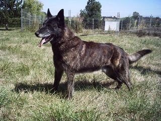 Pacha Des Fonds De Gueule | Dutch Shepherd 