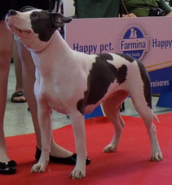 Bonny Beth Blue Power | American Staffordshire Terrier 