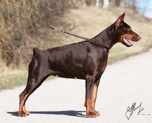 Gem'Givveeon Nicole | Brown Doberman Pinscher