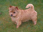 Windermer's Panja | Norwich Terrier 