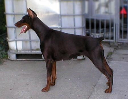 Gem'Givveeon Norell | Brown Doberman Pinscher