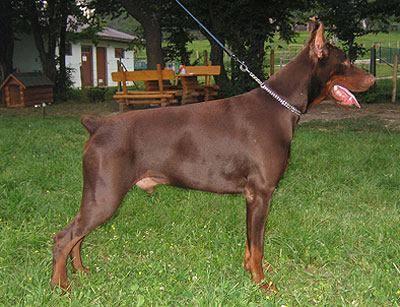 Gem'Givveeon Nobleman | Brown Doberman Pinscher