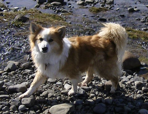 Kirkjufells Kleopatra | Icelandic Sheepdog 