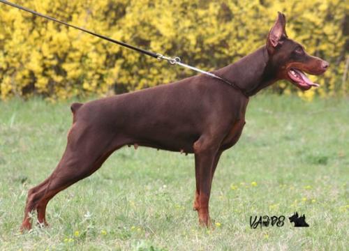 Gem'Givveeon Rocca | Brown Doberman Pinscher