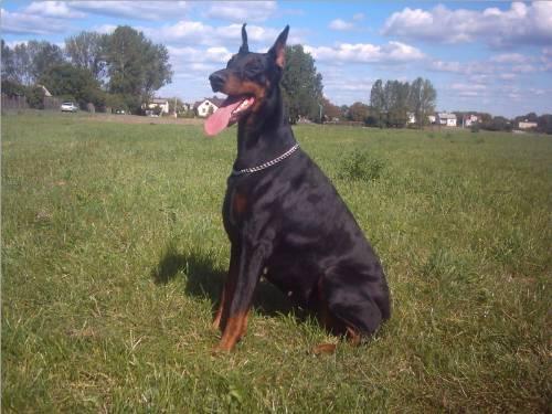 Aria Arabesca Perfekt | Black Doberman Pinscher