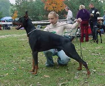 Ars Amandi Perfekt | Black Doberman Pinscher