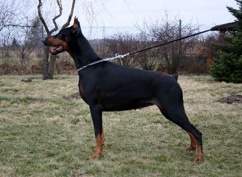 Mona Lisa Apologeta | Black Doberman Pinscher