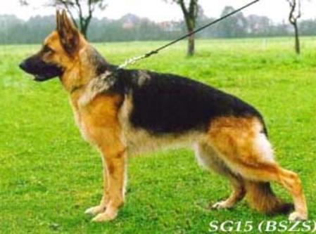 Nessy vom Farbenspiel | German Shepherd Dog 