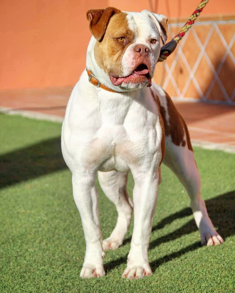 Gadirbulls WAKANDA | American Bulldog 