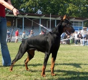 Maggie Apologeta | Black Doberman Pinscher