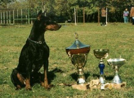 Wadialpha del Rio Bianco | Black Doberman Pinscher