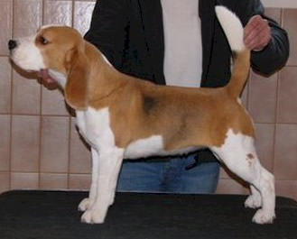 Daragoj Heaven Can Wait | Beagle 