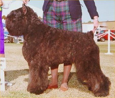 Aristes Hot Rod | Bouvier des Flandres 