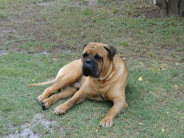 COMO ALI ALMA STONE | Bullmastiff 