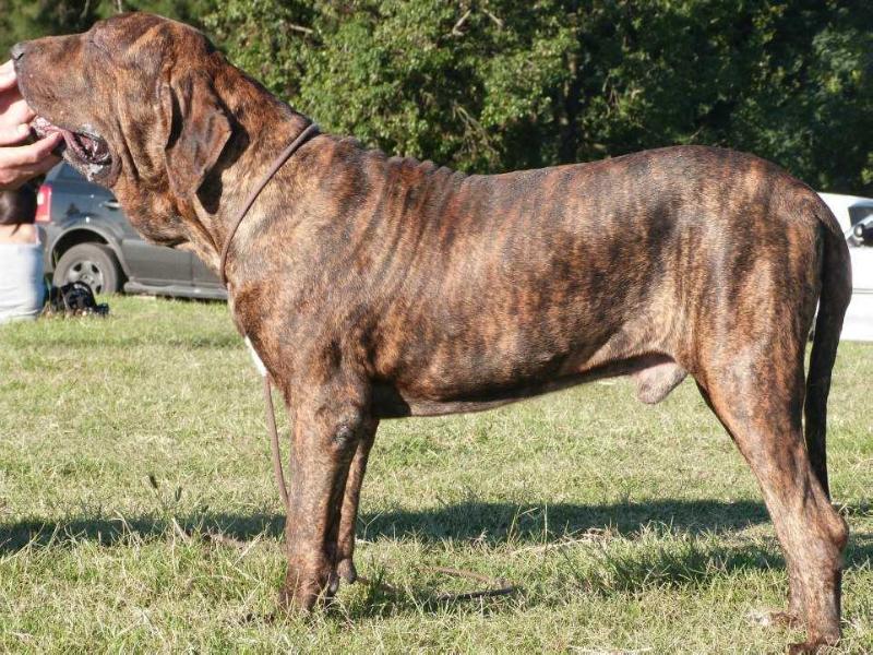 Aramis do Senamby | Fila Brasileiro 