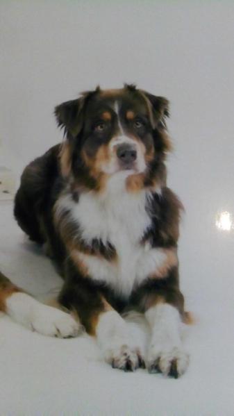 Chocolate Love and Beauty | Australian Shepherd 